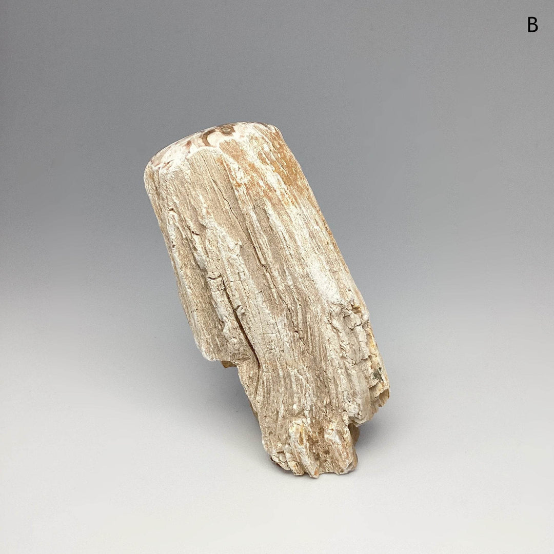 Petrified Wood Branch - Rocks and Gems Canada