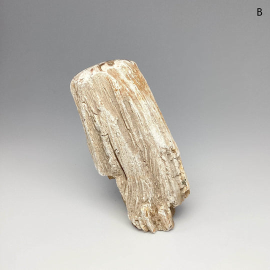 Petrified Wood Branch - Rocks and Gems Canada