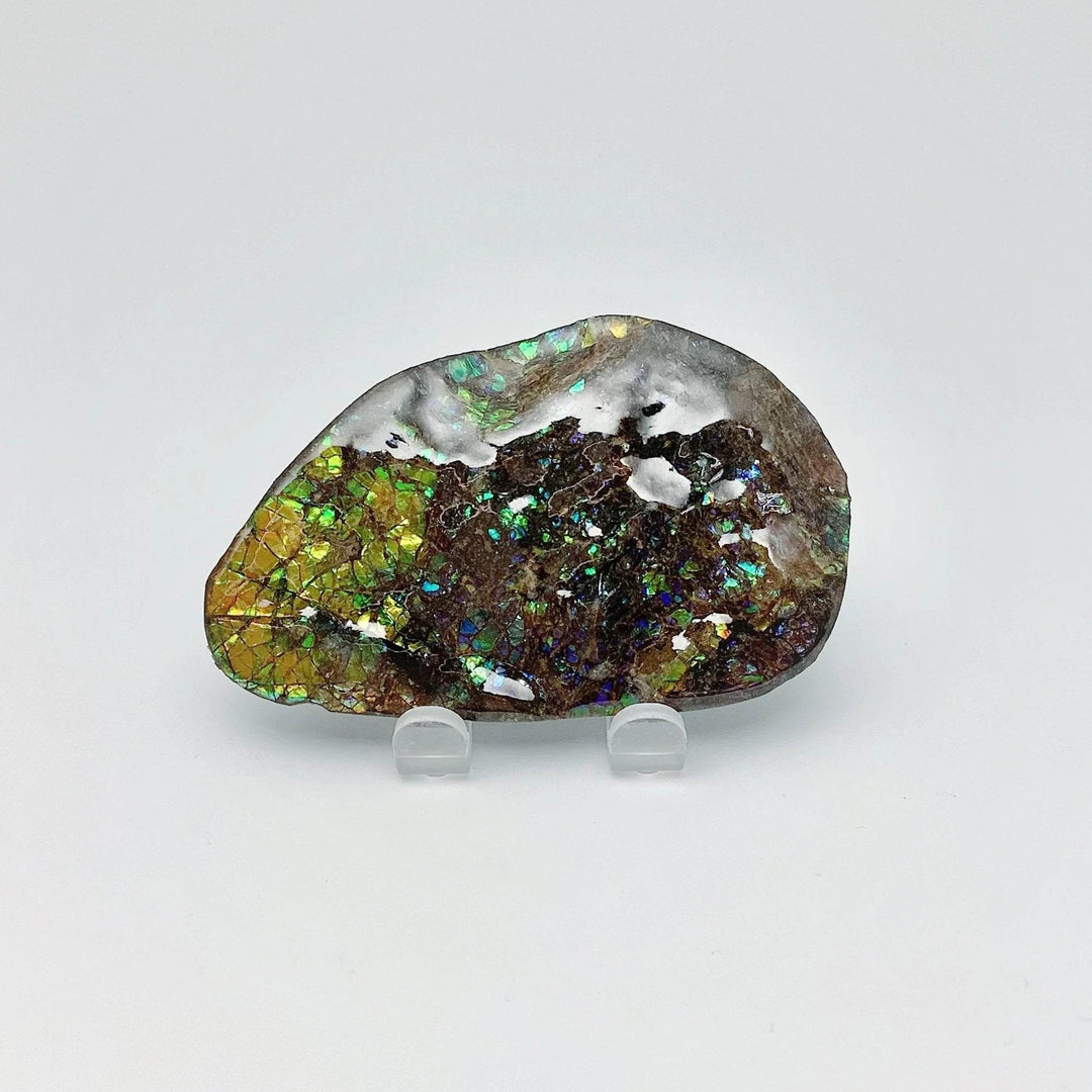 Ammolite Specimen - Rocks and Gems Canada