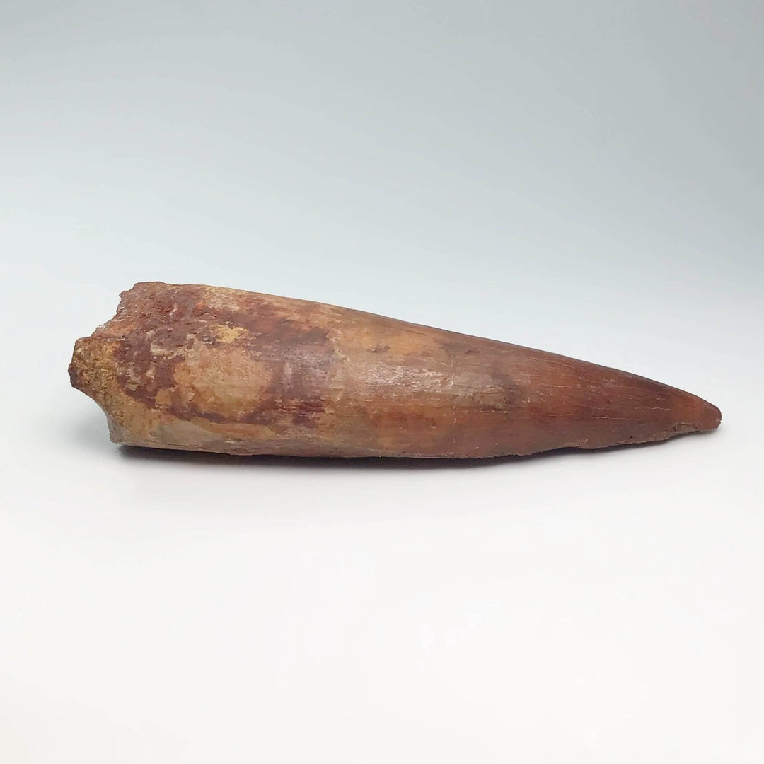 Fossilized Spinosaurus Tooth Specimen - Rocks and Gems Canada