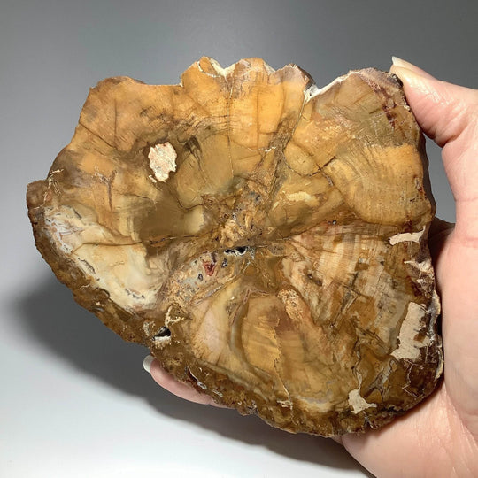 Petrified Wood Slice - Rocks and Gems Canada
