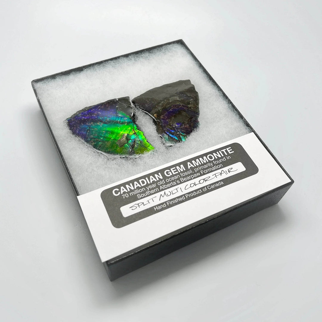 Ammolite Gem Display Box - Rocks and Gems Canada
