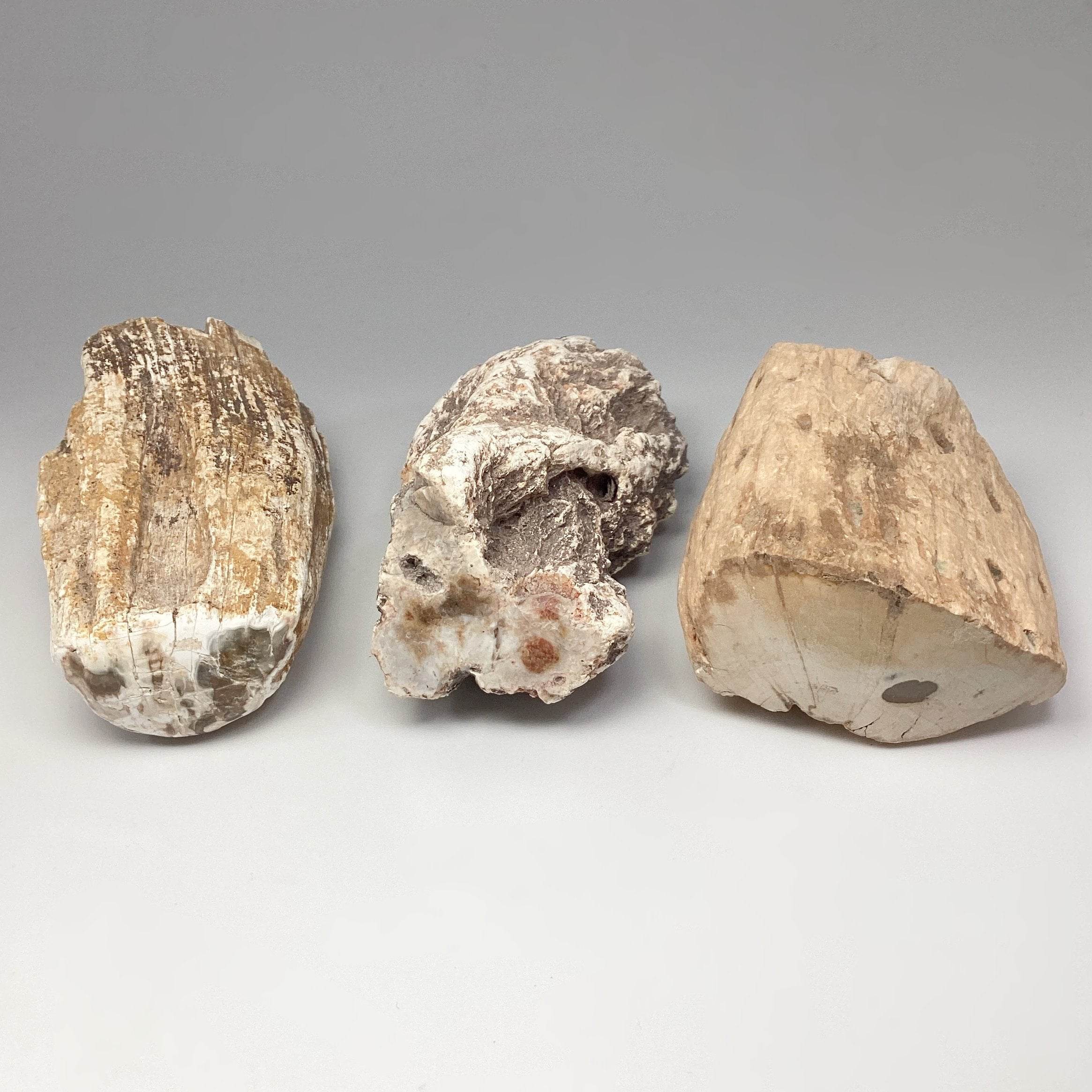 Petrified Wood Branch - Rocks and Gems Canada