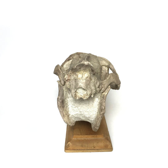 Fossilized Oreodon Skull Specimen - Rocks and Gems Canada