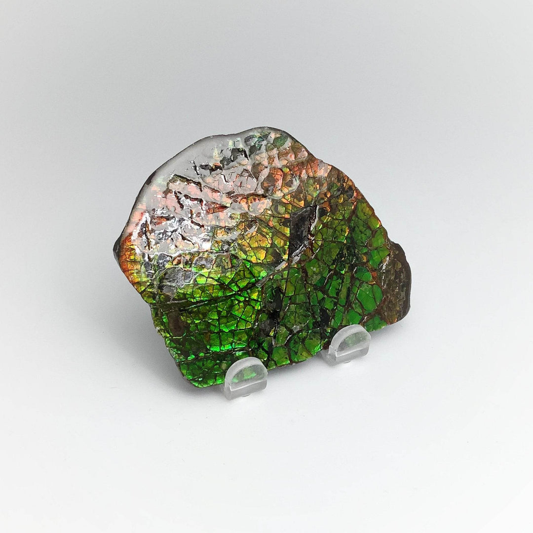 Ammolite Specimen - Rocks and Gems Canada