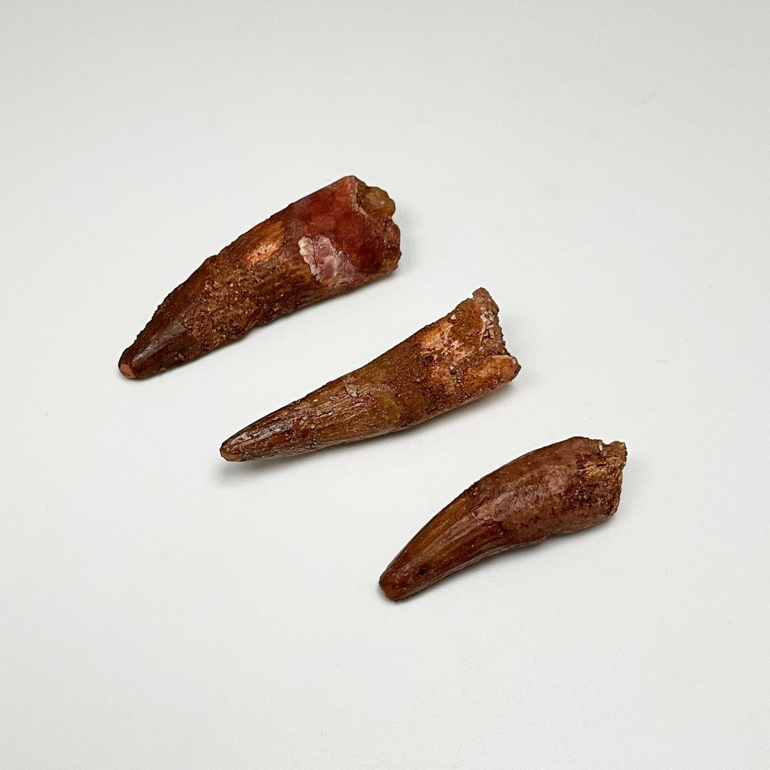 Unearth Ancient Wonders: Fossil Teeth Collection