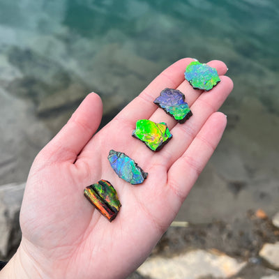 Why you should add Ammolite to your collection