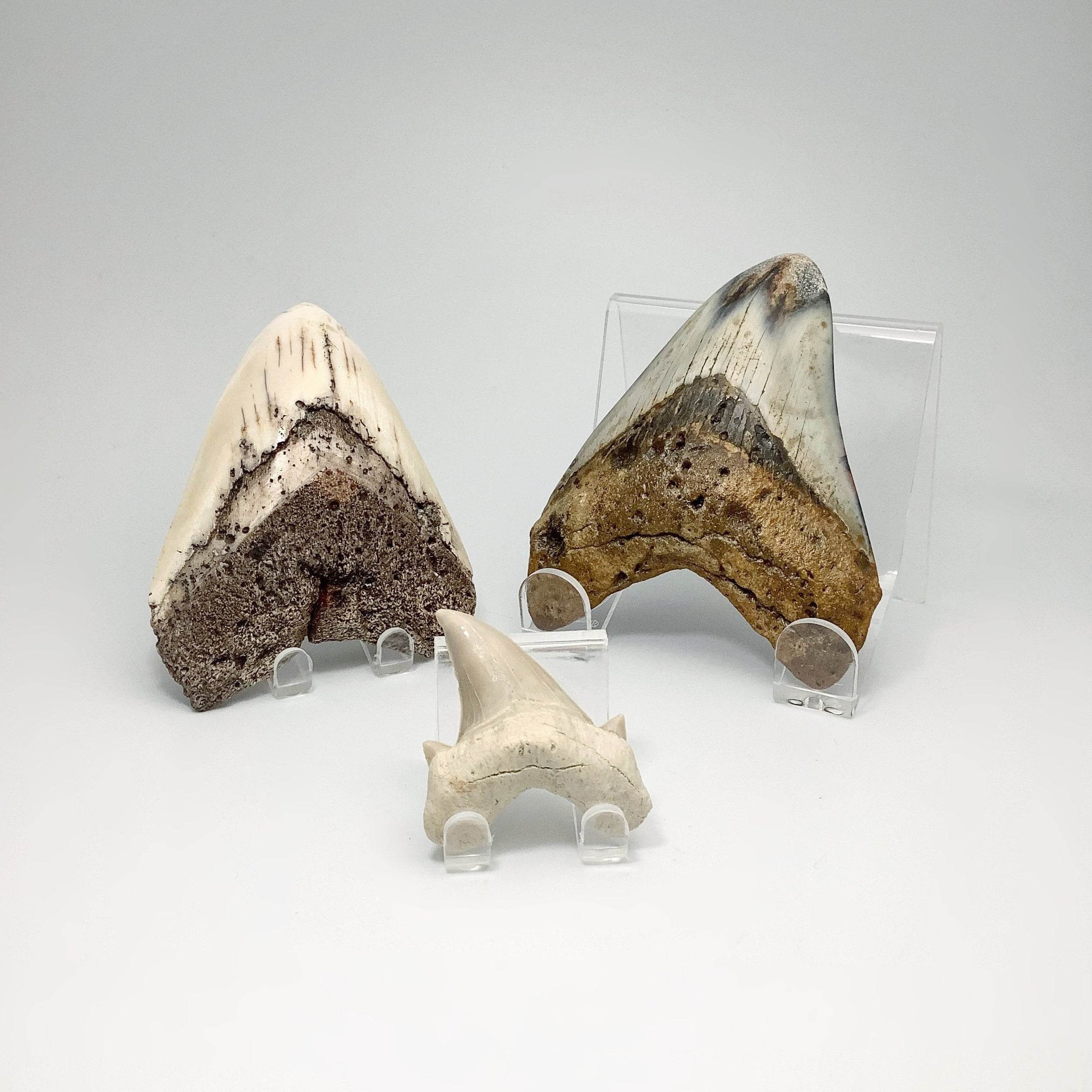 Shop All Fossil Shark Teeth - Rocks and Gems Canada