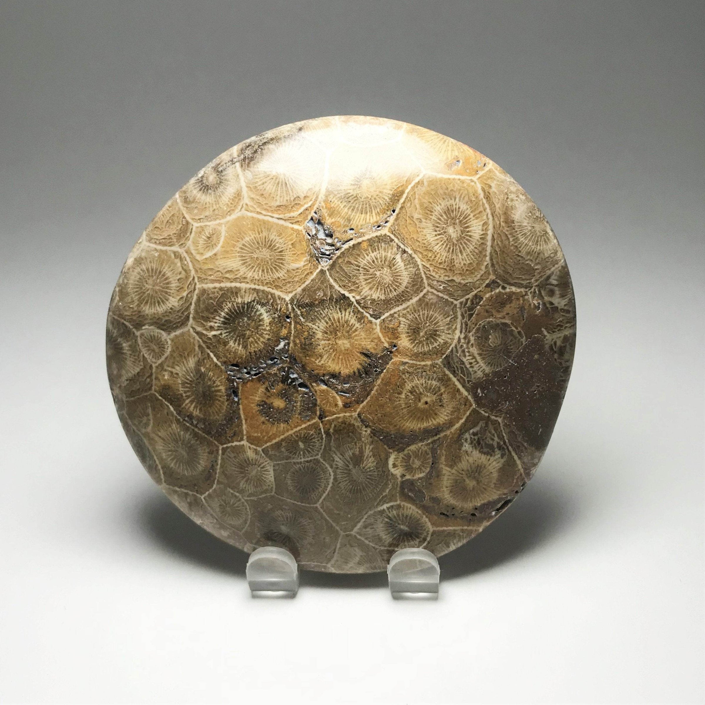 Fossil Coral - Rocks and Gems Canada