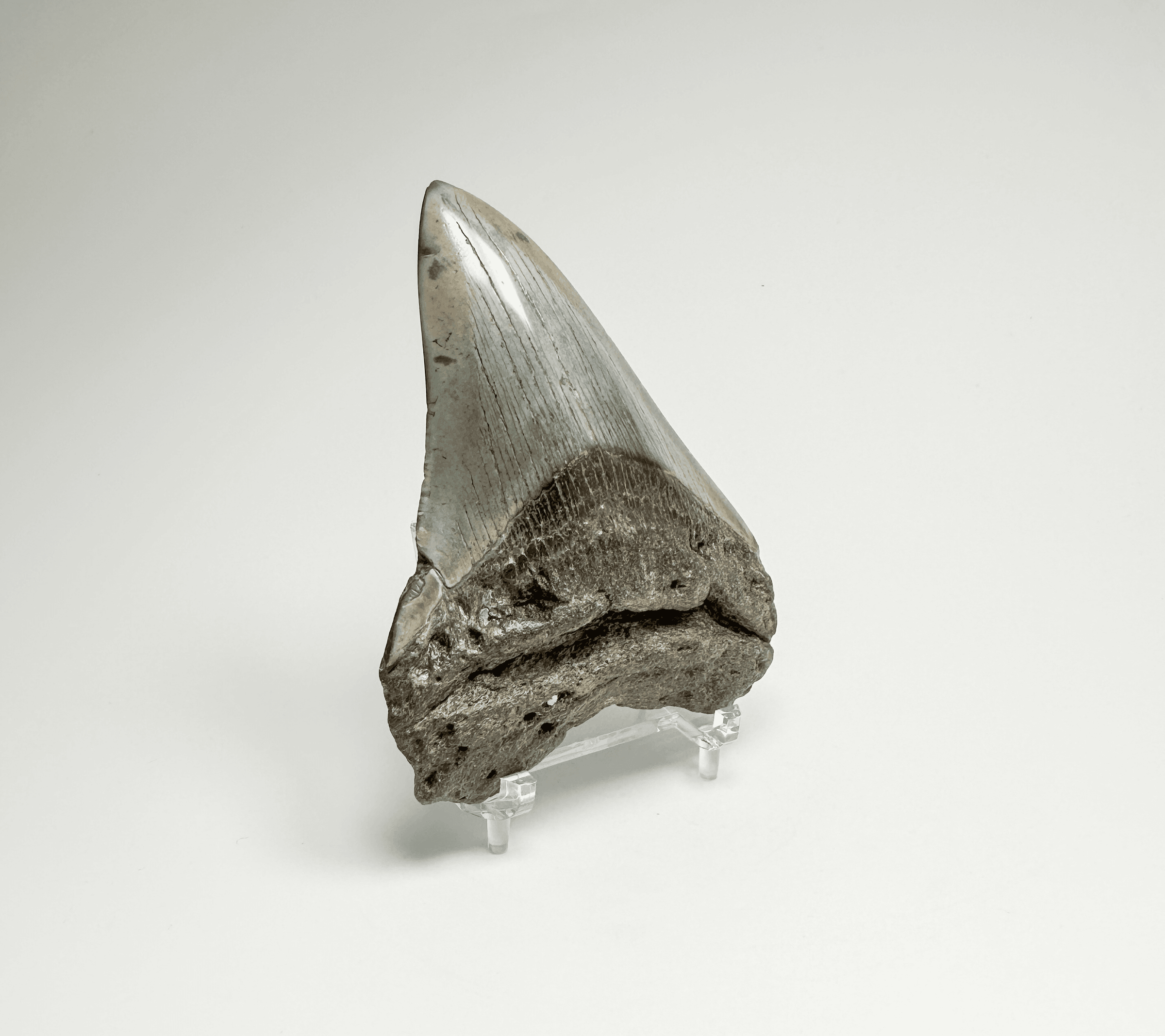 Fossils - Rocks and Gems Canada