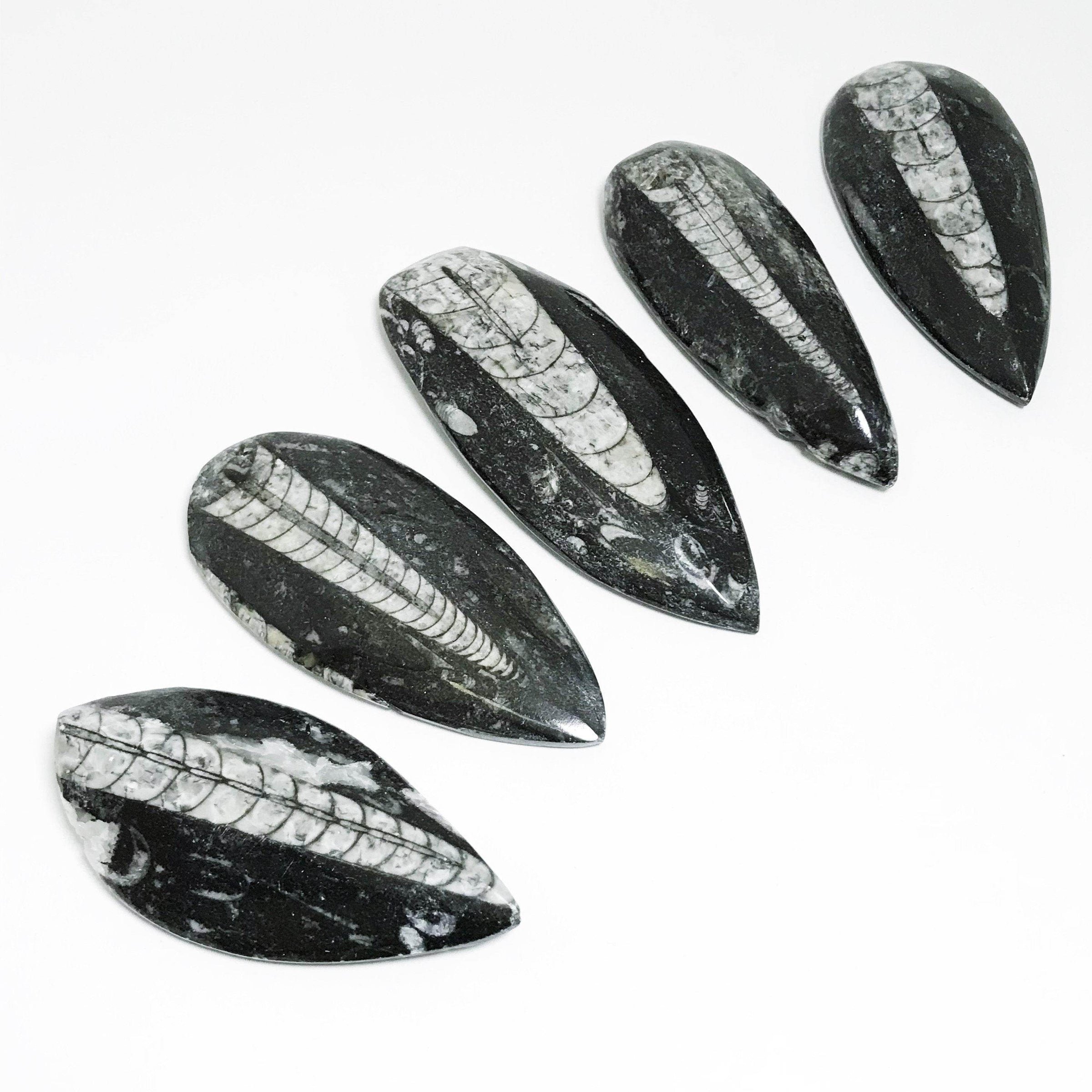 Fossil Orthoceras - Rocks and Gems Canada