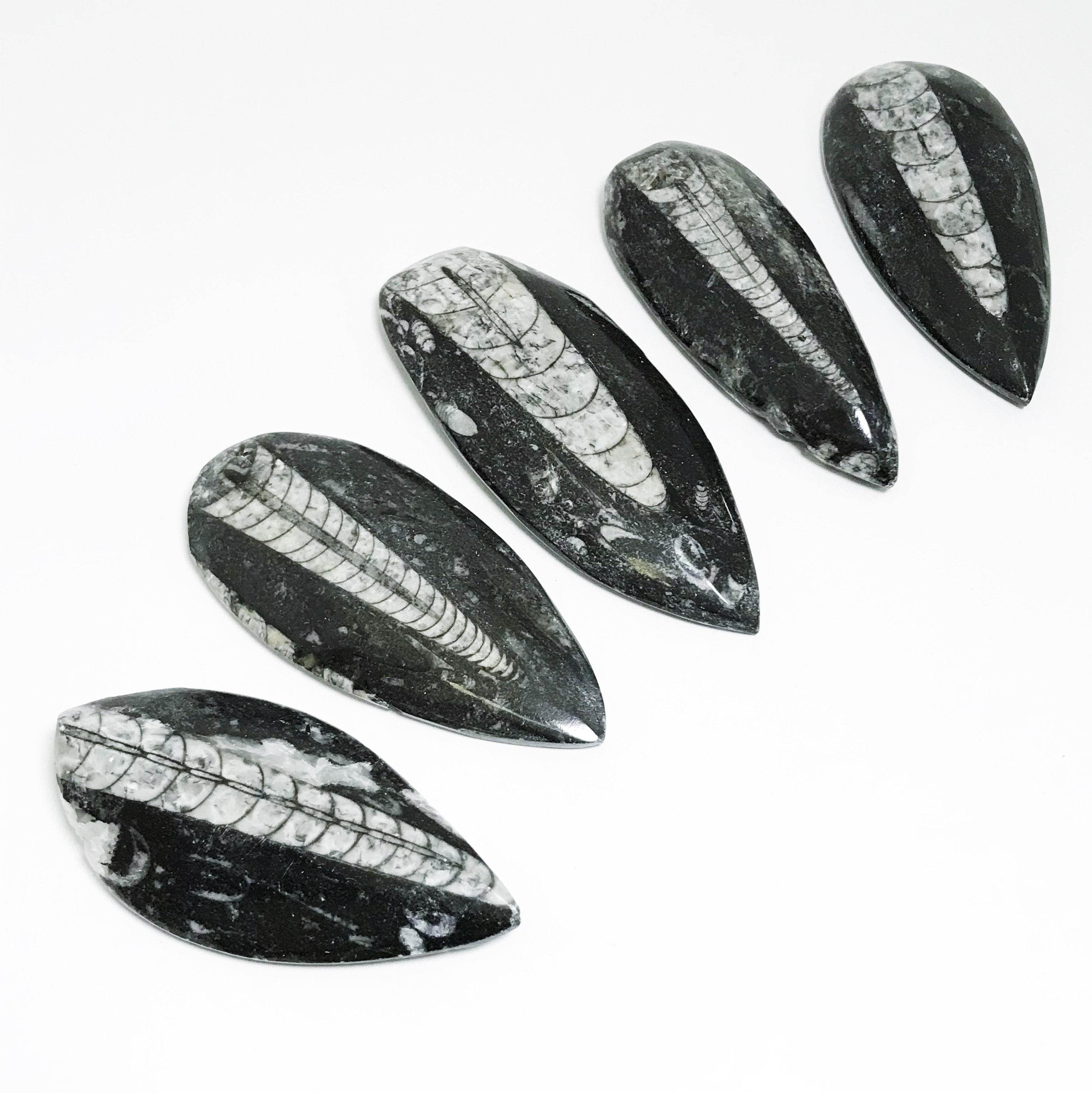 Fossil Orthoceras - Rocks and Gems Canada