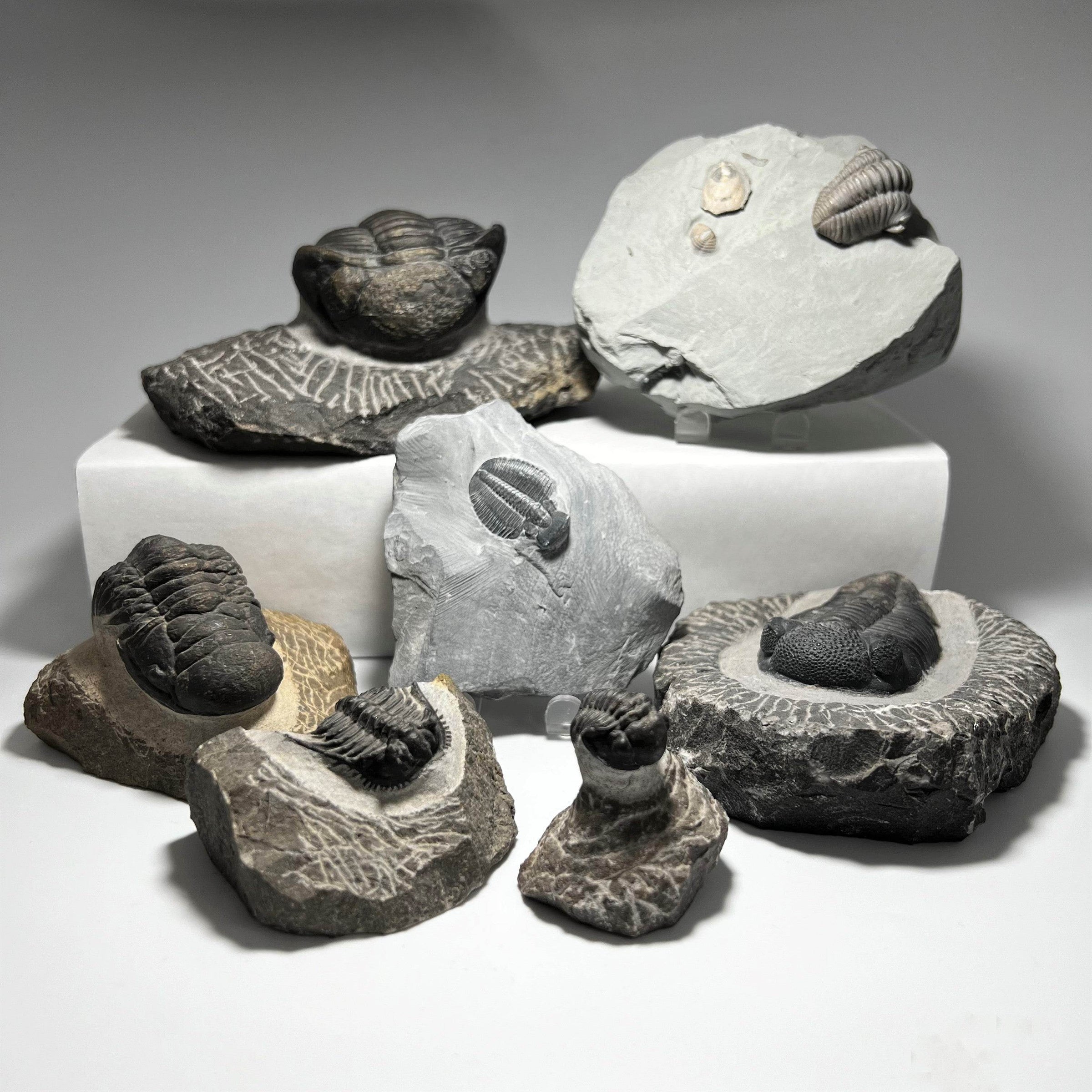 Fossil Trilobites - Rocks and Gems Canada