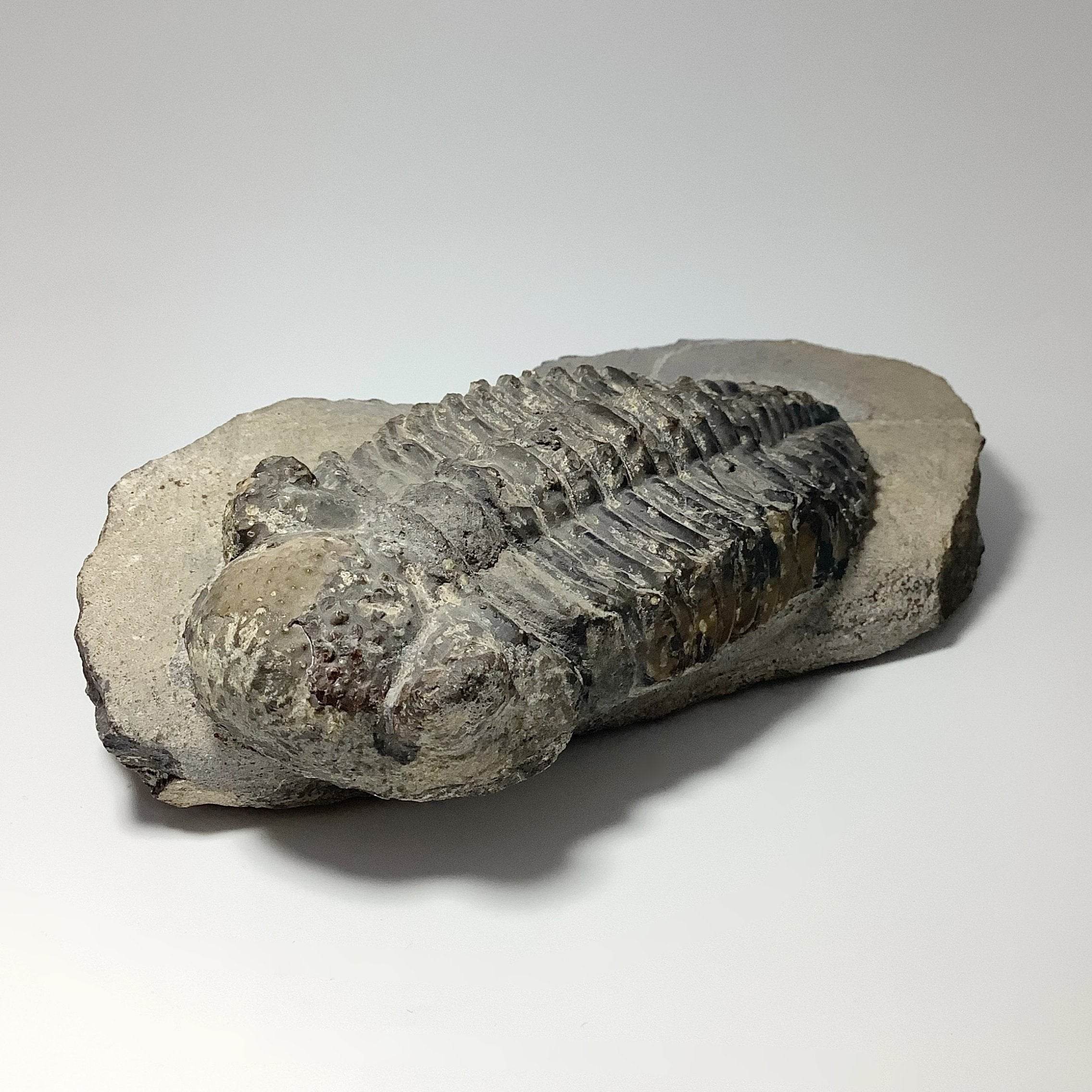 Trilobite Phacops - Rocks and Gems Canada
