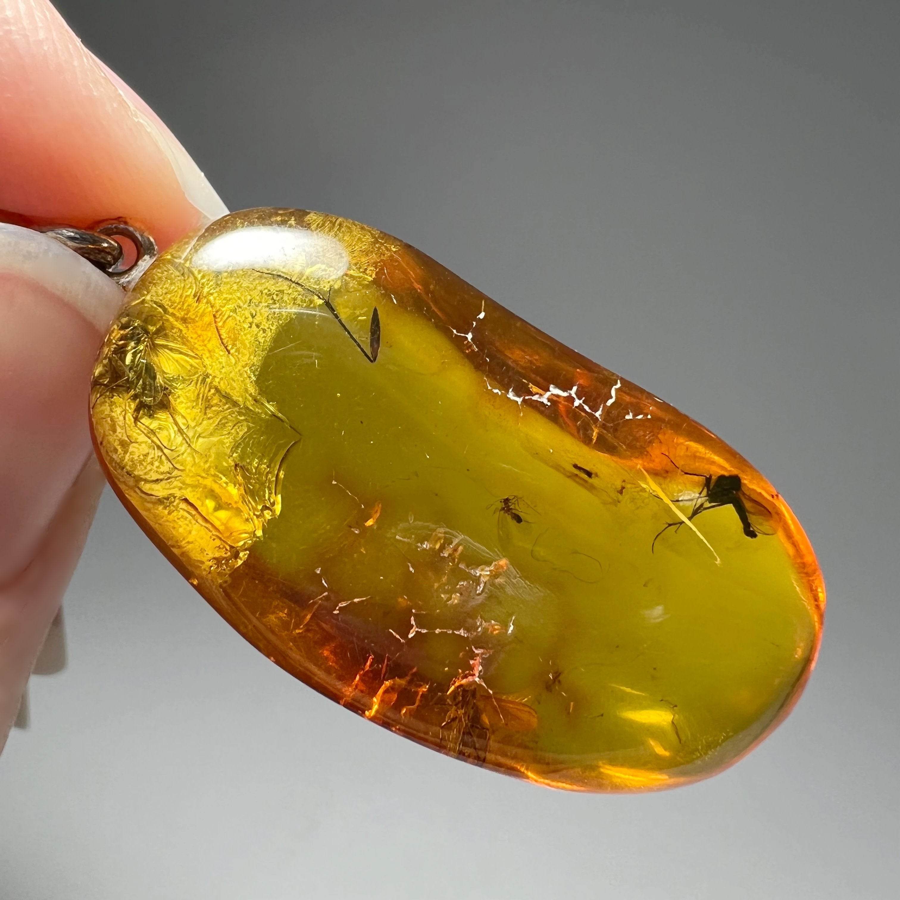 Amber with Insect Inclusion - Rocks and Gems Canada