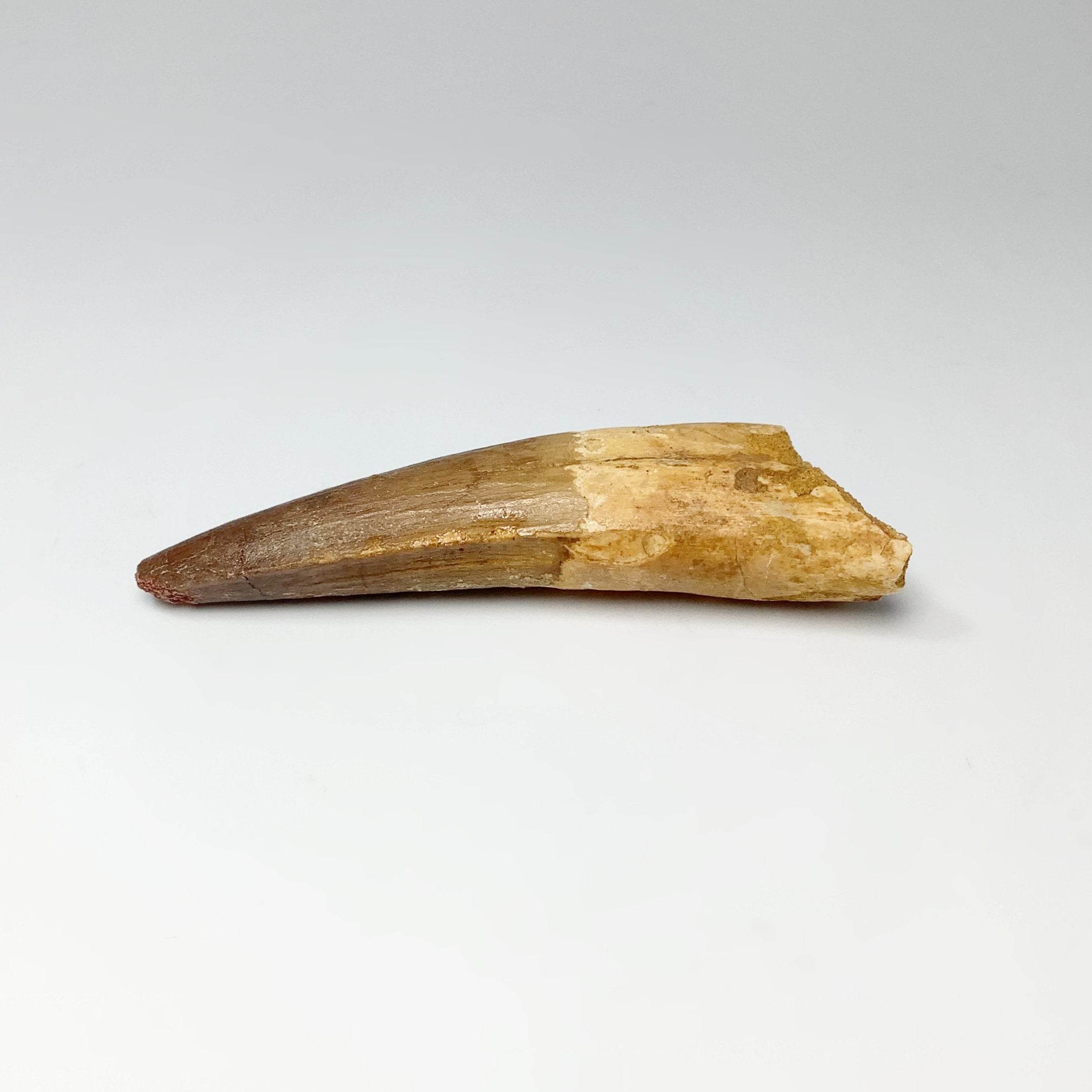 Spinosaurus Fossil Teeth - Rocks and Gems Canada