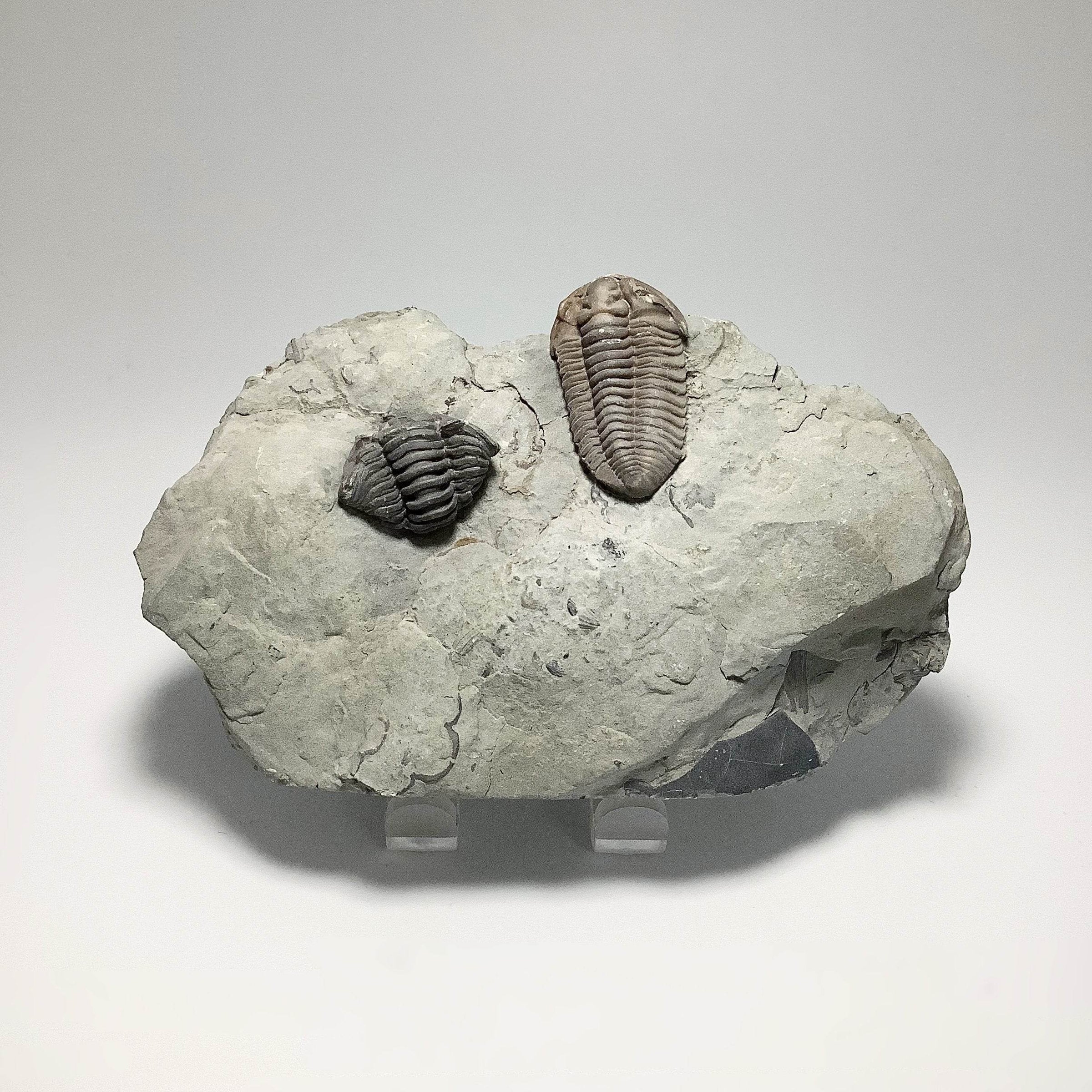 Trilobite Flexicalymene - Rocks and Gems Canada