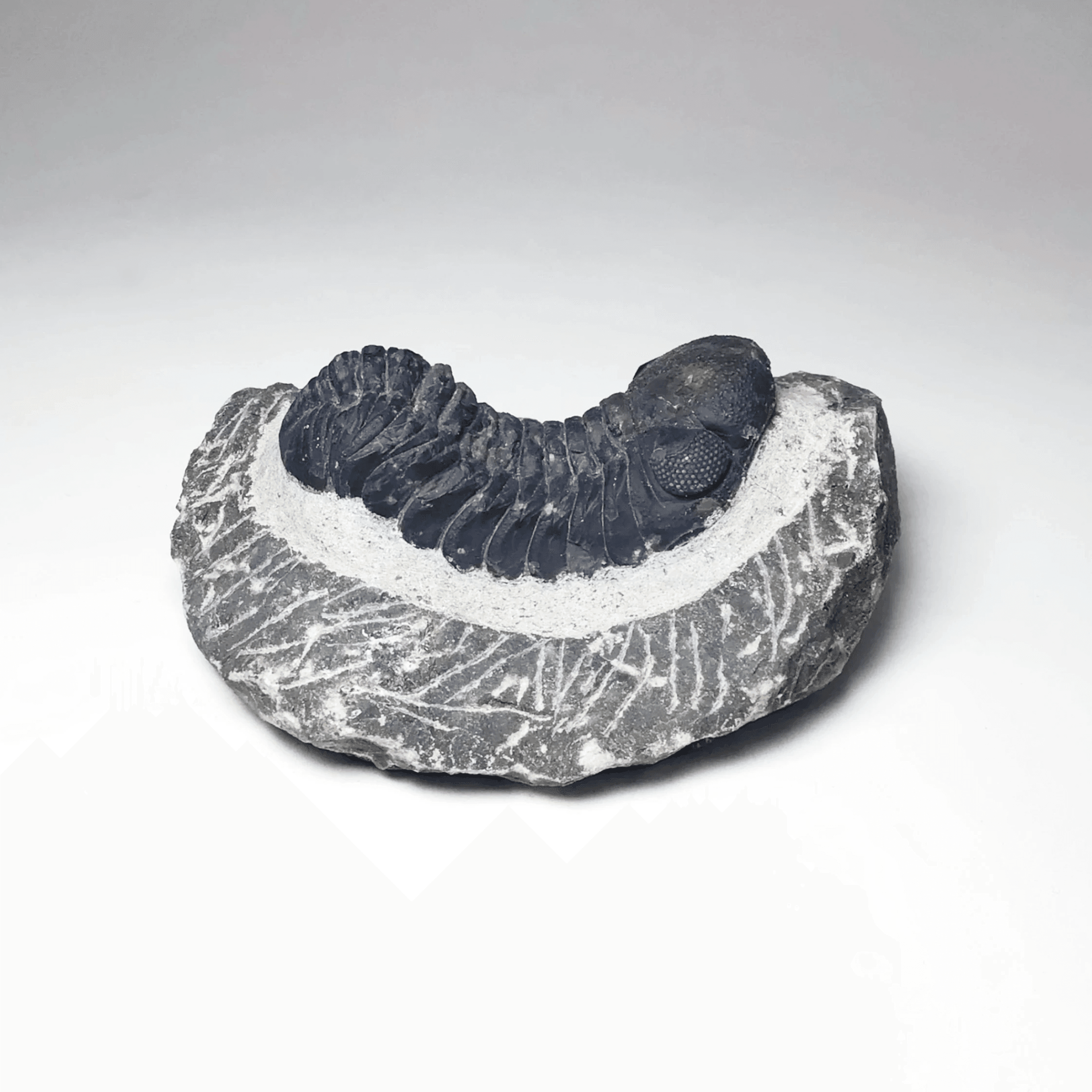 Trilobite Drotops - Rocks and Gems Canada