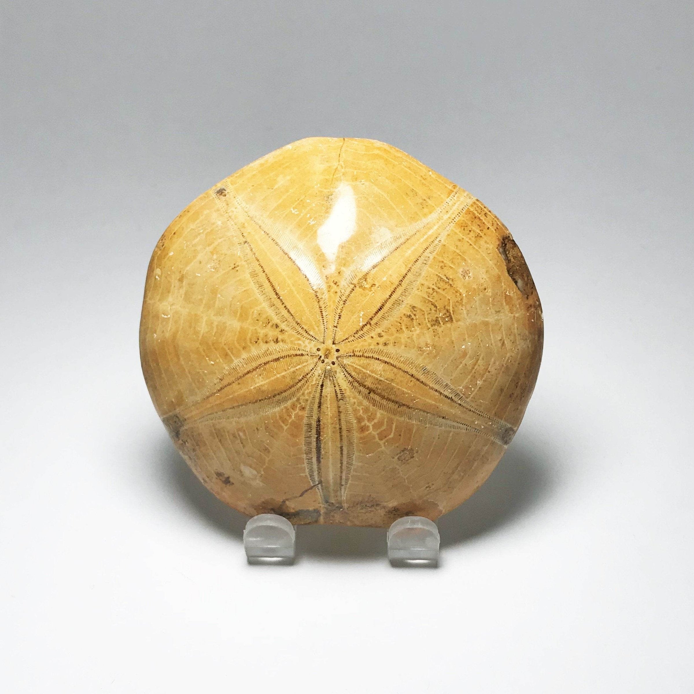 Fossil Sea Urchins and Sand Dollars - Rocks and Gems Canada