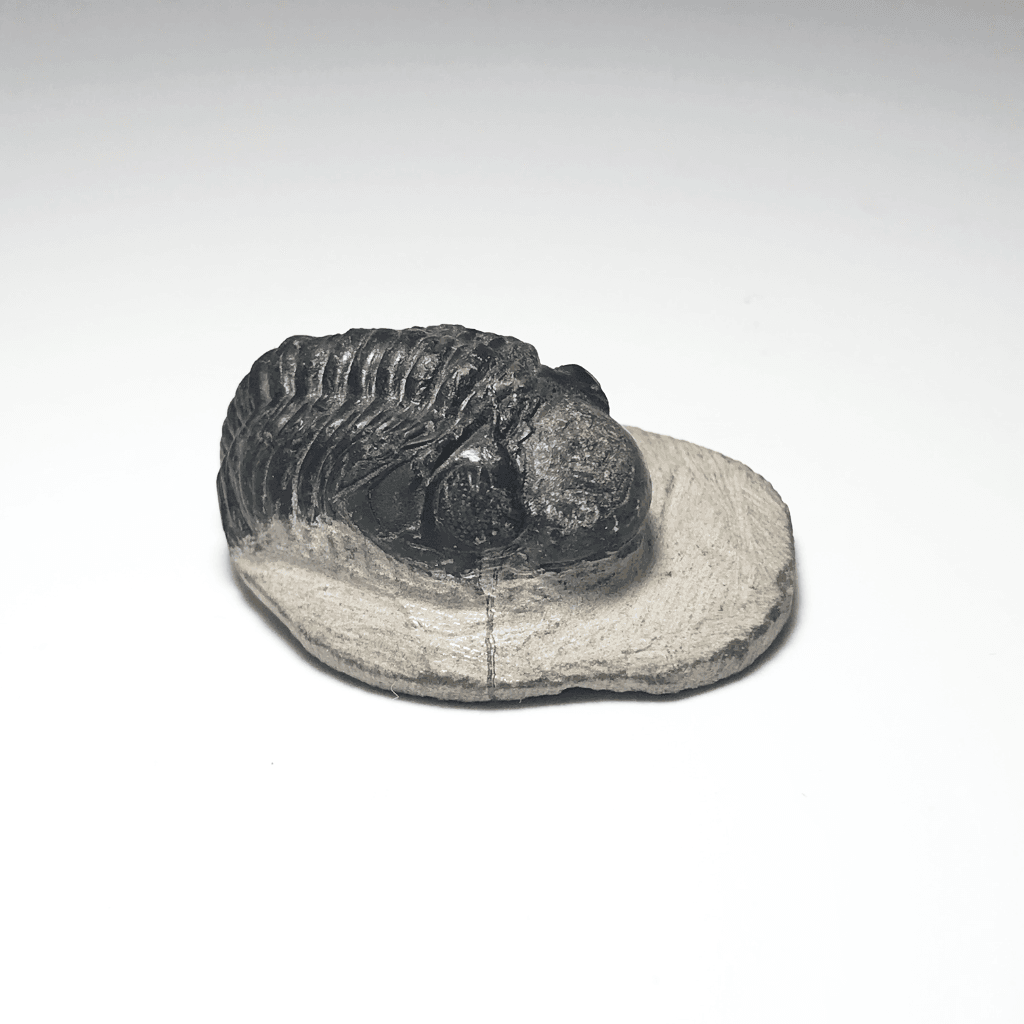 Trilobite Reedops - Rocks and Gems Canada
