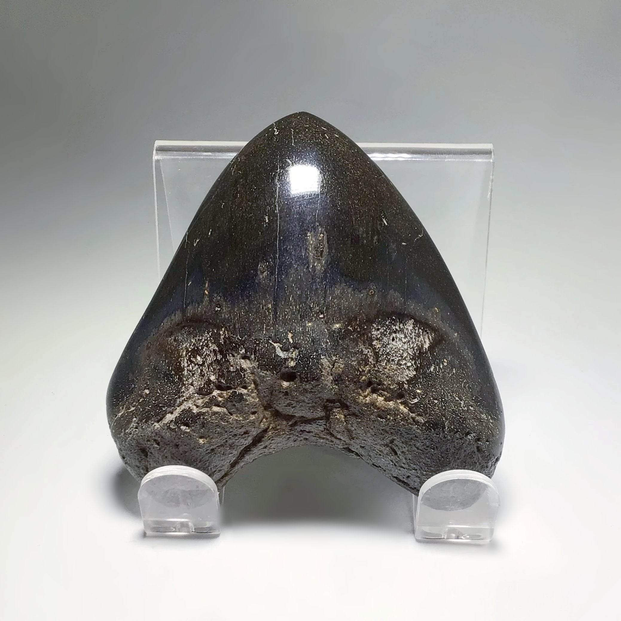 Carcharodon Megalodon - Rocks and Gems Canada