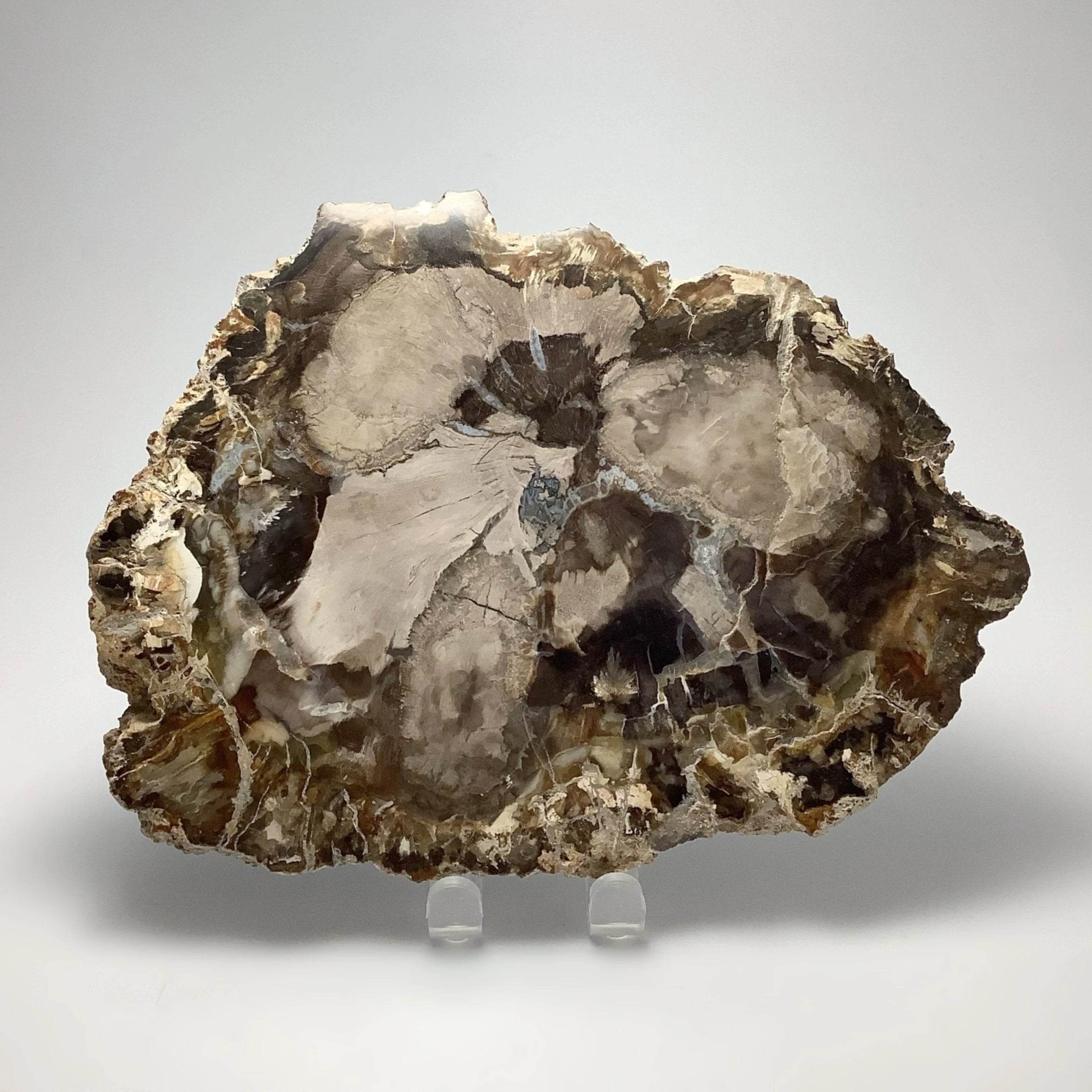 Petrified Wood - Rocks and Gems Canada