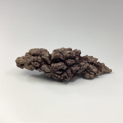 Coprolite - Fossilized Dung