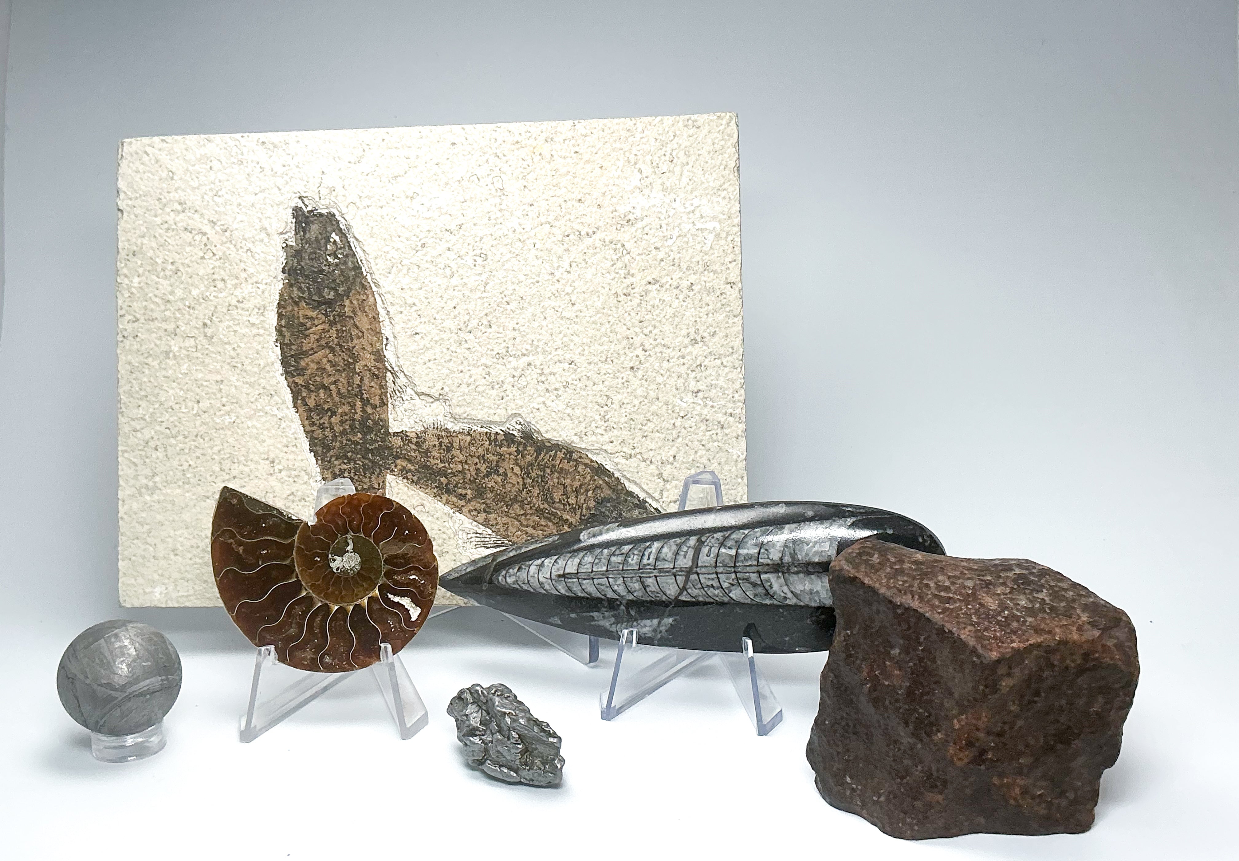 Fossils & Meteorites