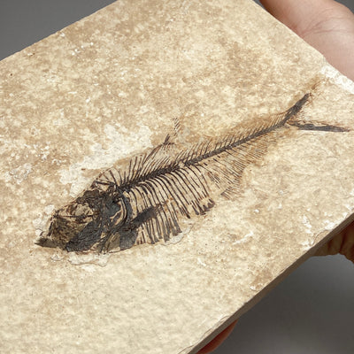 Fossil Fish and Other Sea Creatures