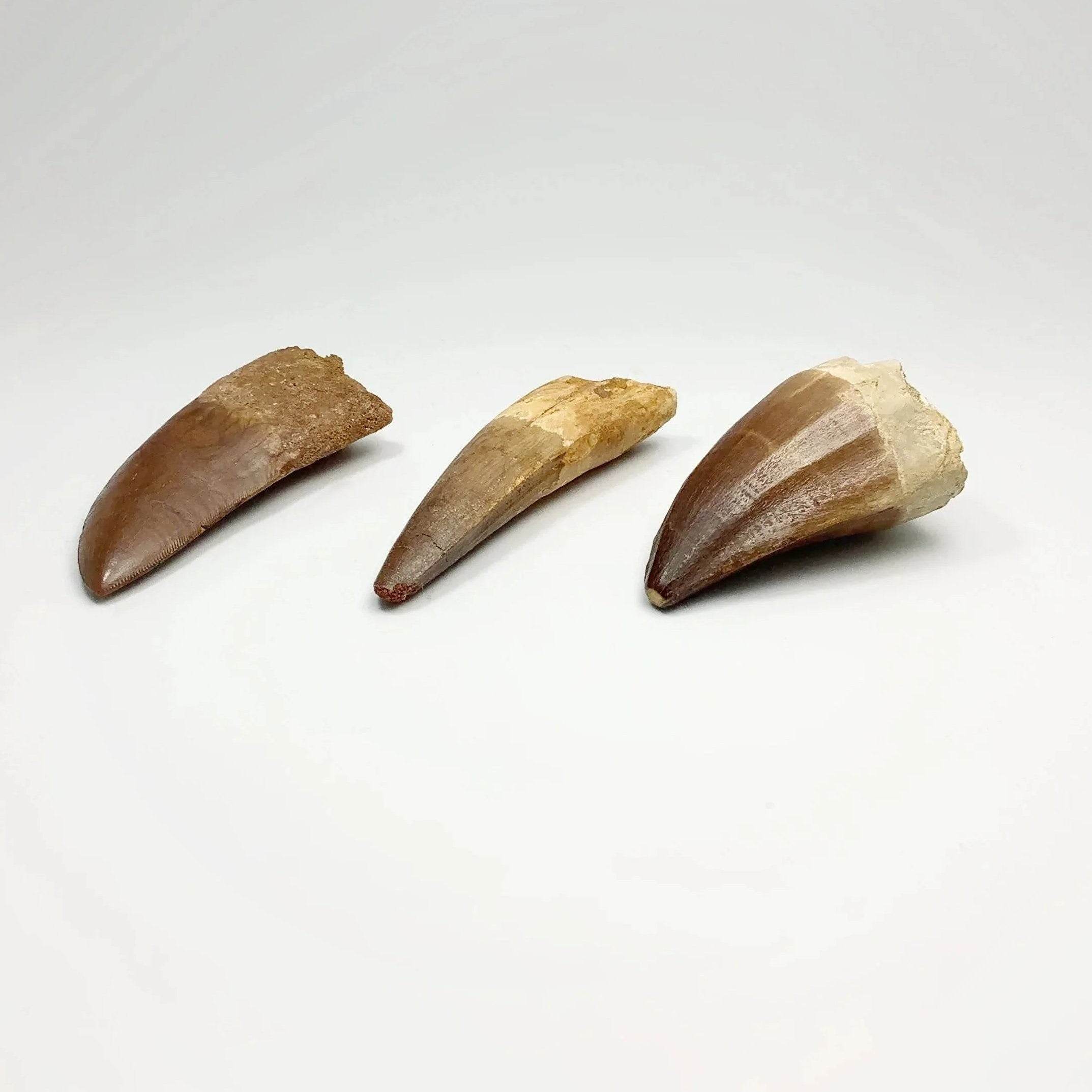Shop All Dinosaur Teeth - Rocks and Gems Canada