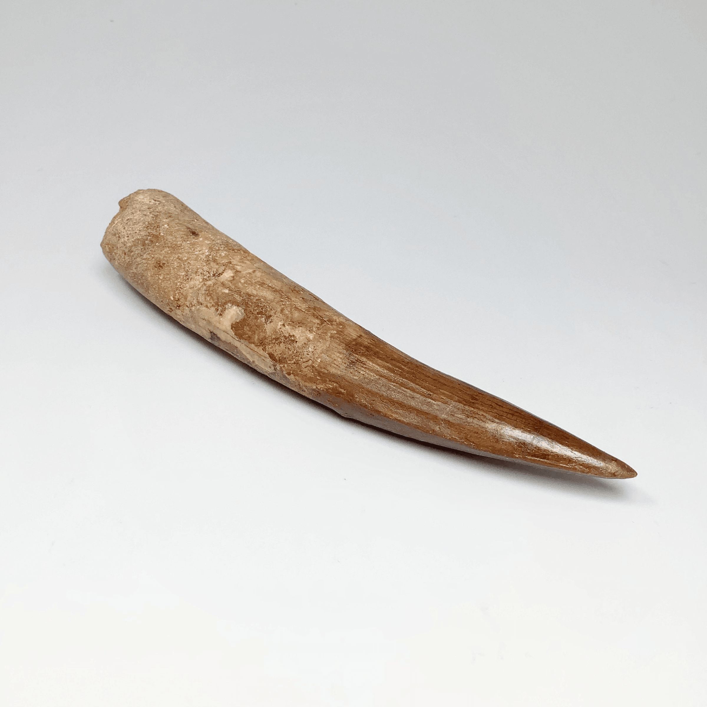 Exclusive Fossils - Rocks and Gems Canada