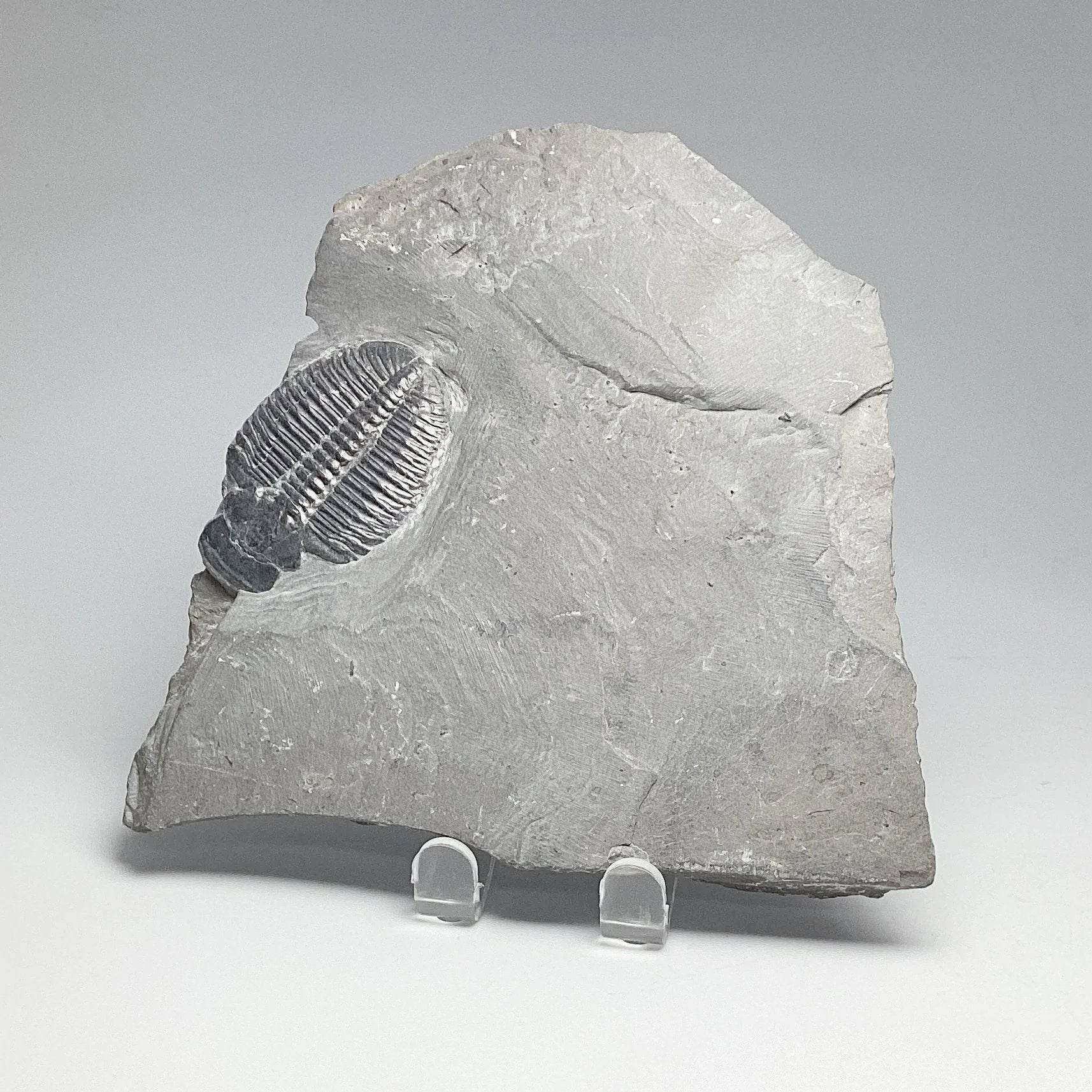 Trilobite Elrathia - Rocks and Gems Canada