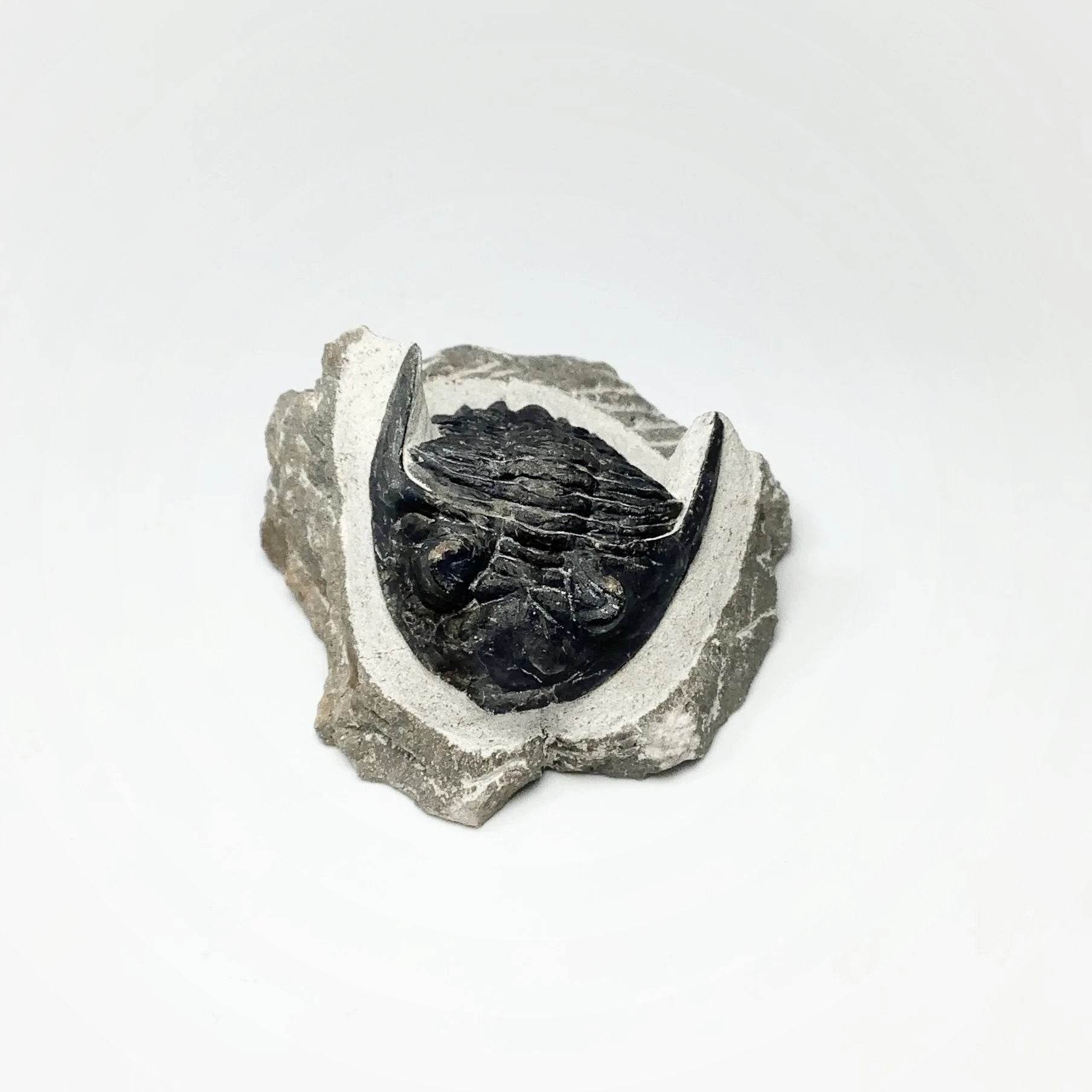 Trilobite Hollardops - Rocks and Gems Canada