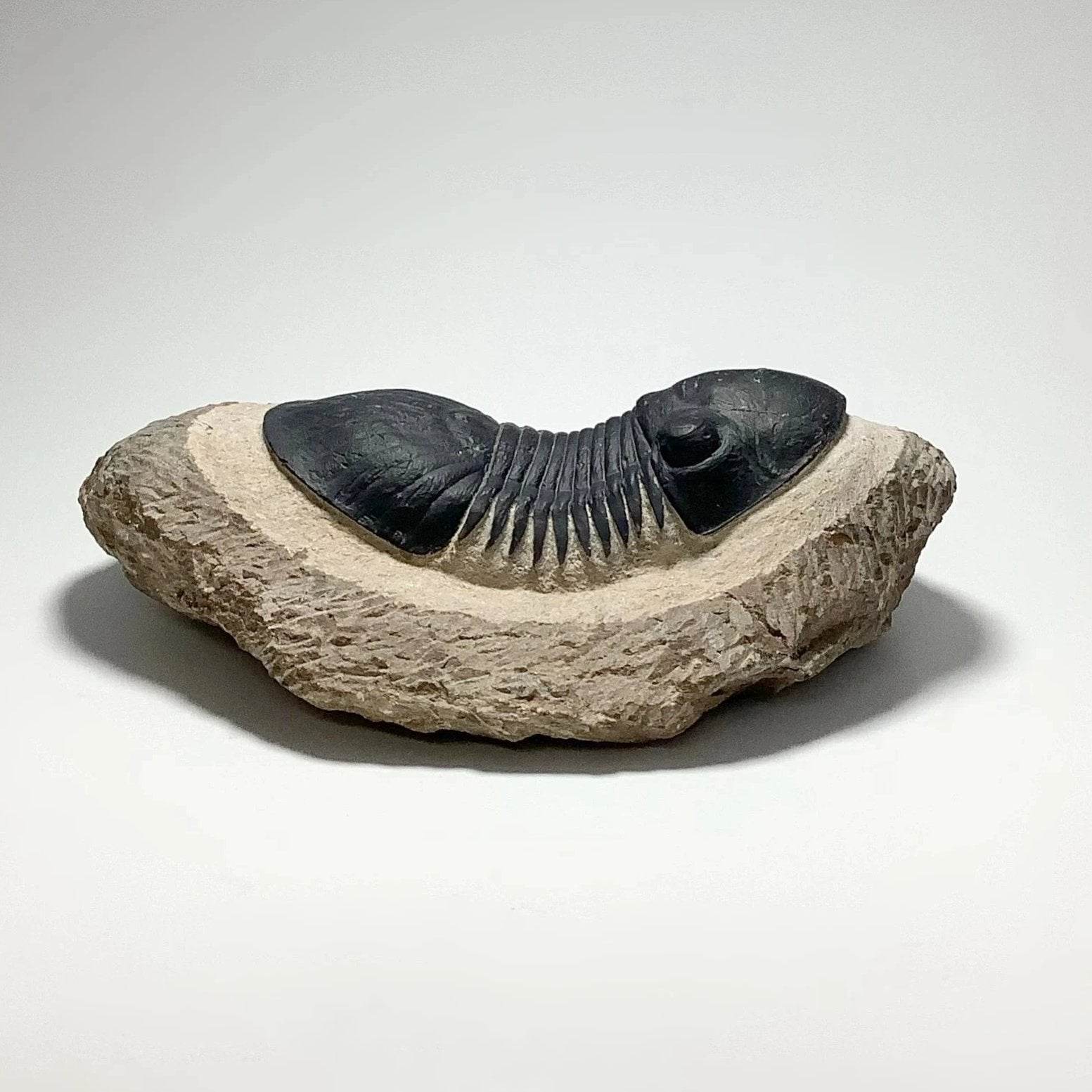 Trilobite Paralajurus - Rocks and Gems Canada