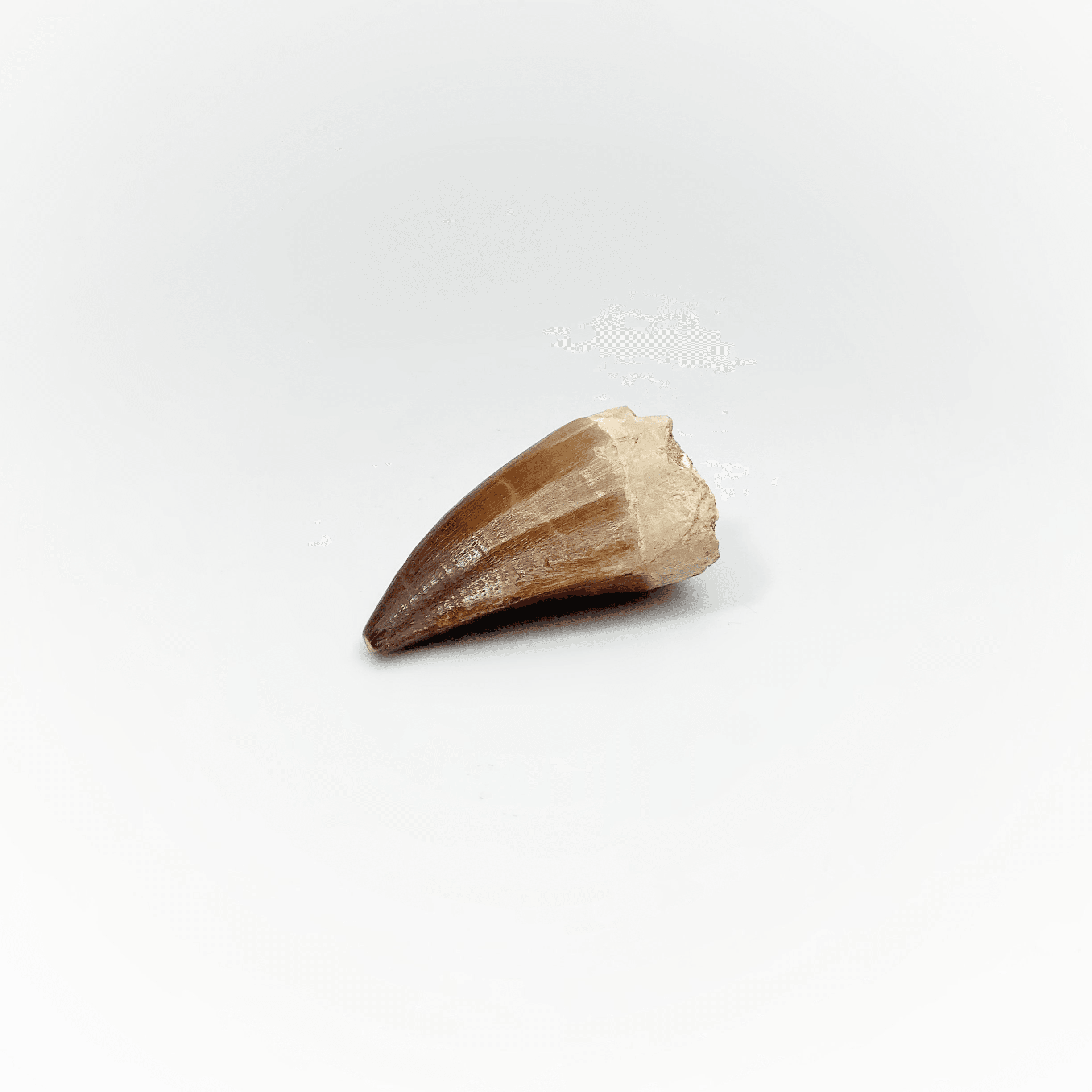 Mosasaur Fossil Teeth - Rocks and Gems Canada
