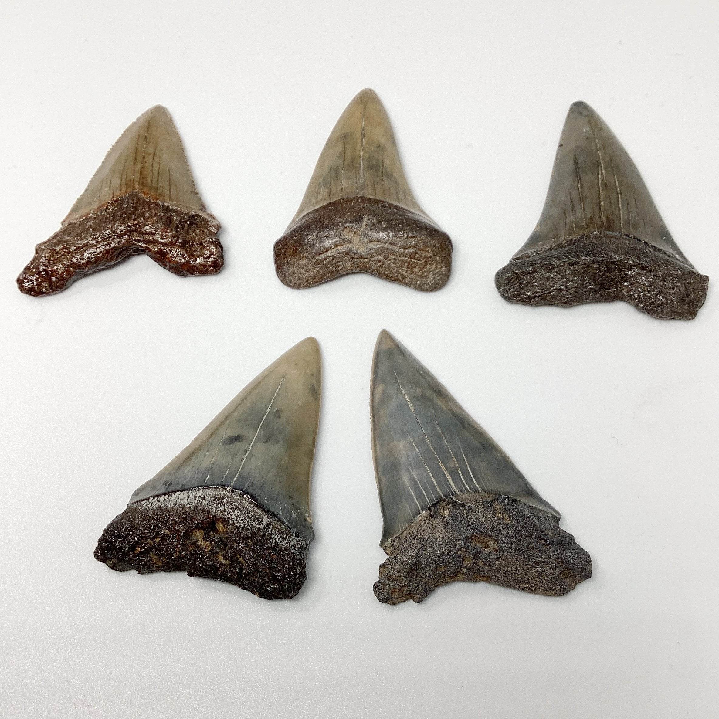 Various Small Shark Teeth - Rocks and Gems Canada