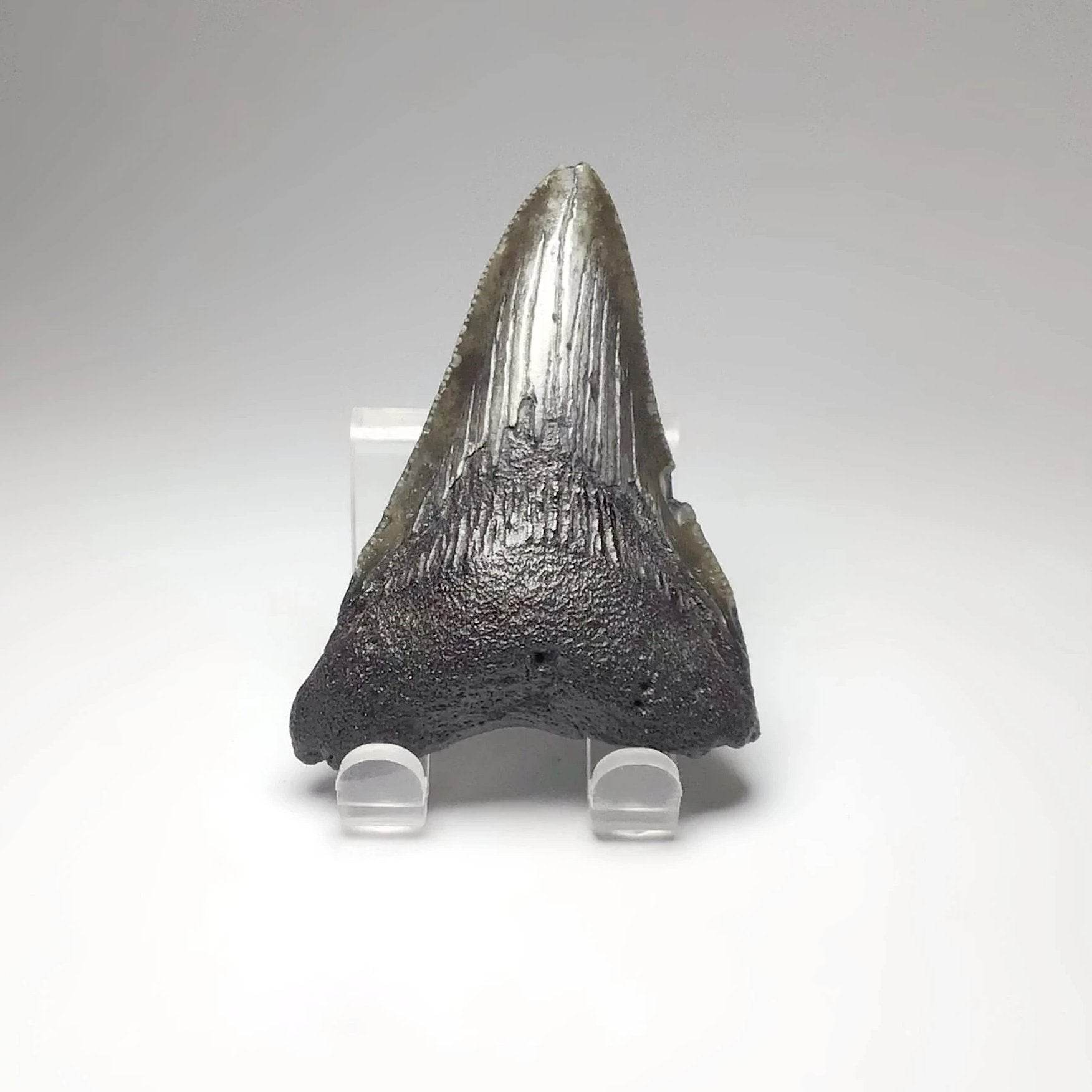 Great White Shark Teeth - Rocks and Gems Canada