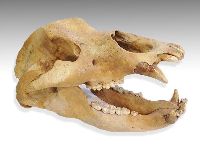 Cave Bear Fossils - Rocks and Gems Canada
