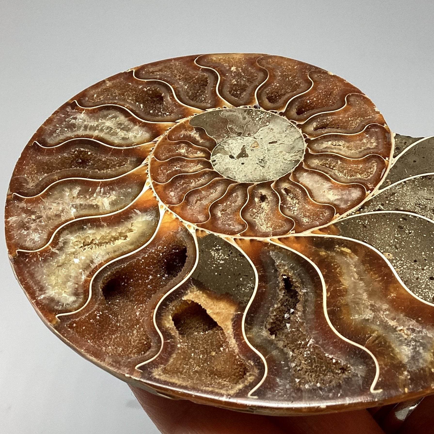 Fossil Ammonites - Rocks and Gems Canada