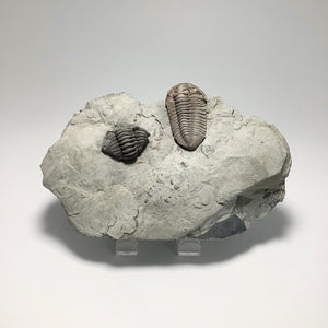 Trilobite Flexicalymene