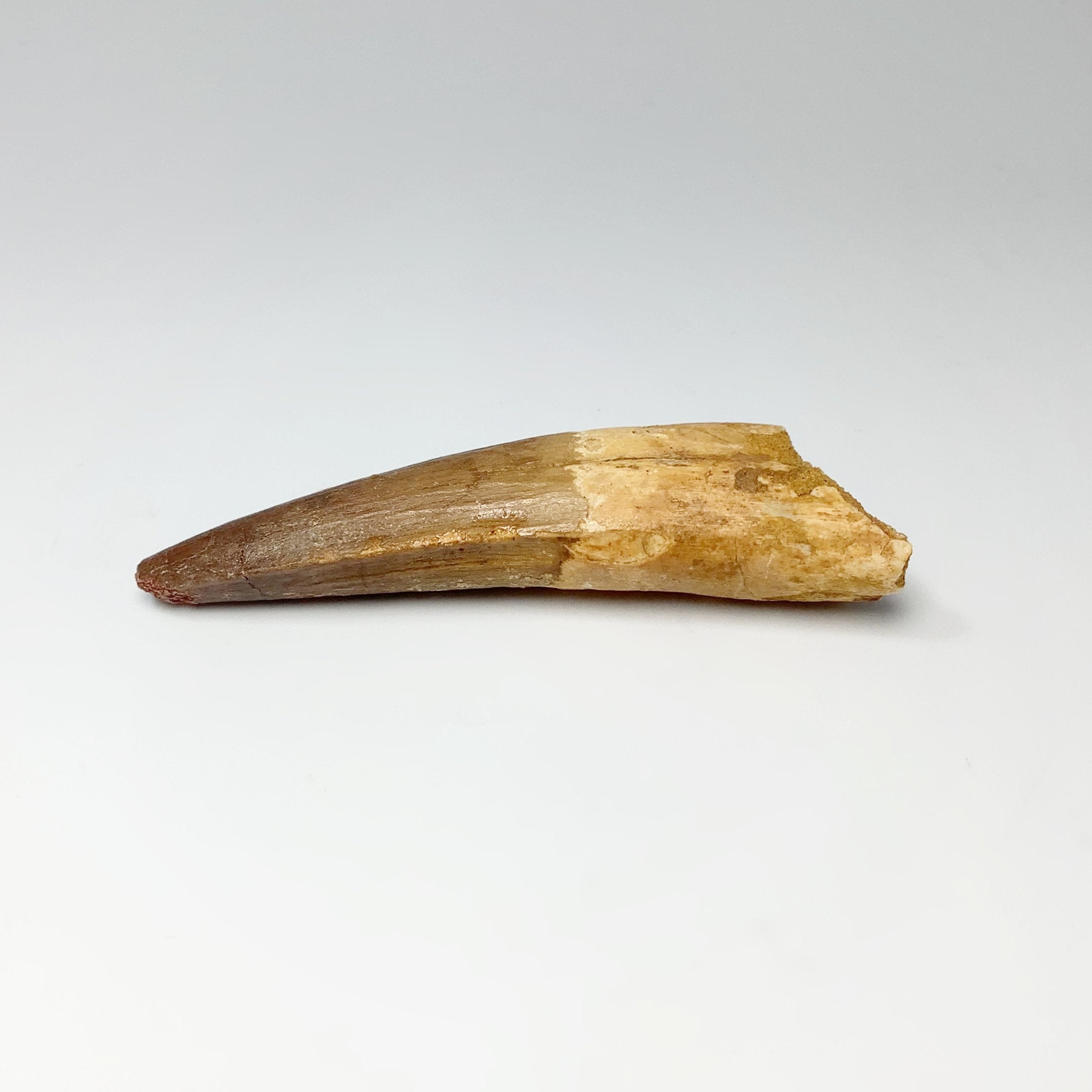 Spinosaurus Fossil Teeth