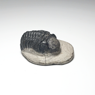 Trilobite Reedops