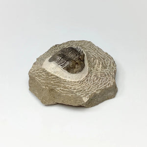 Trilobite Scutellum