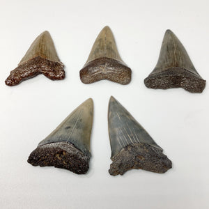 Various Small Shark Teeth