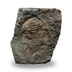 Trilobite Paradoxides