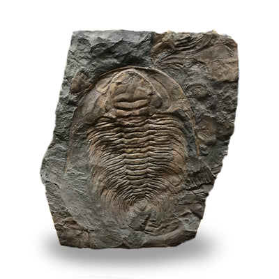 Trilobite Paradoxides