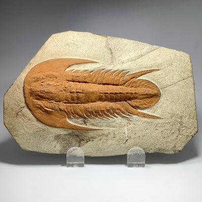 Trilobite Resserops
