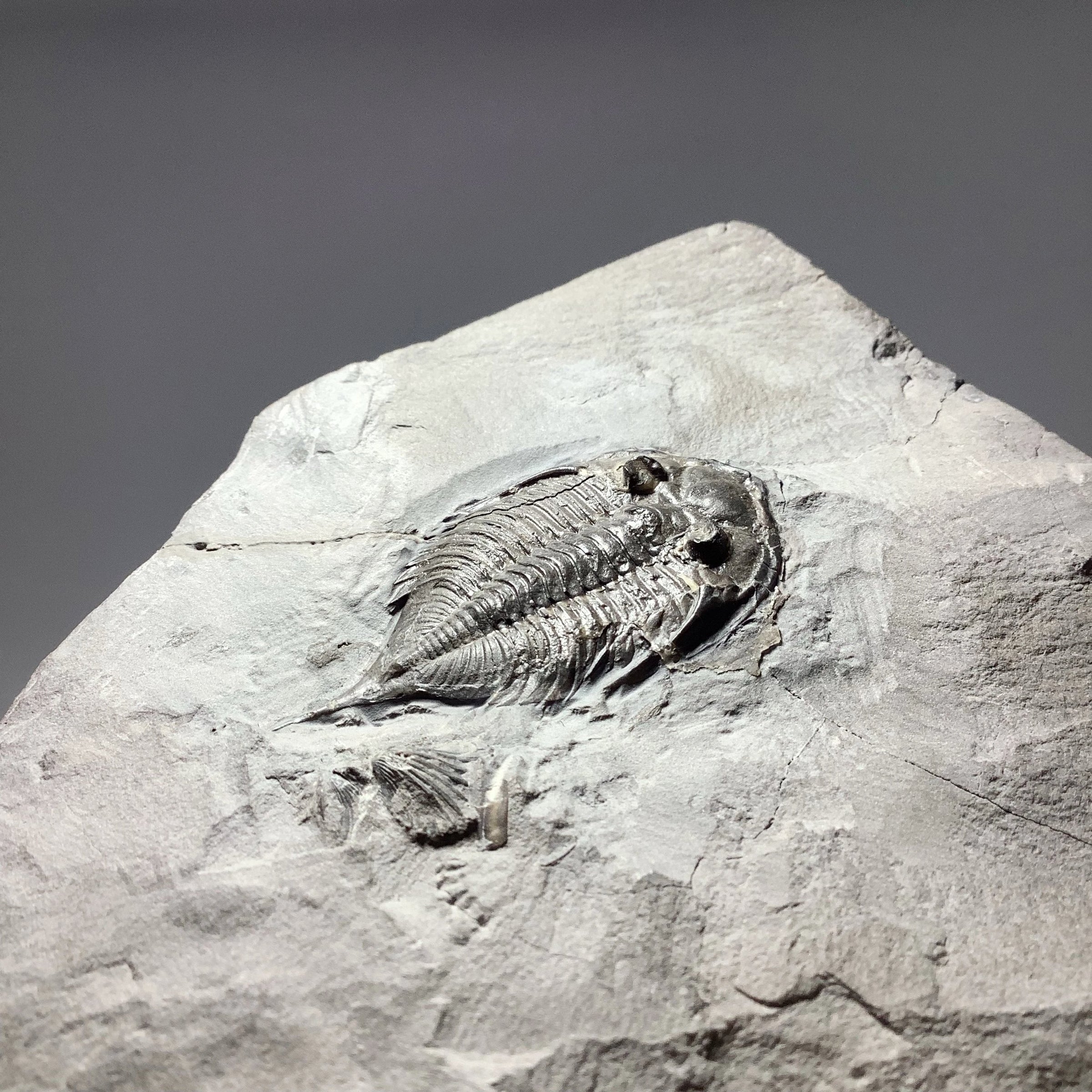 Trilobite Dalmanites