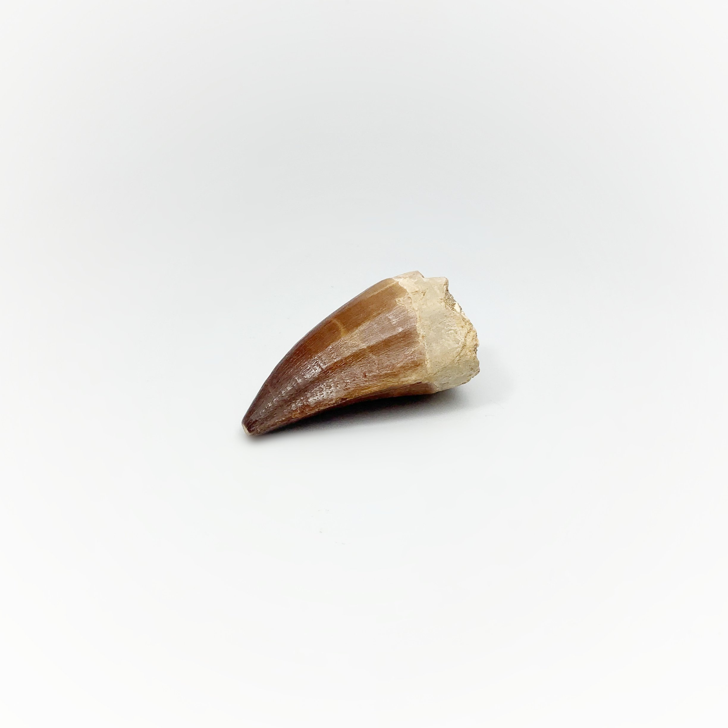 Mosasaur Fossil Teeth