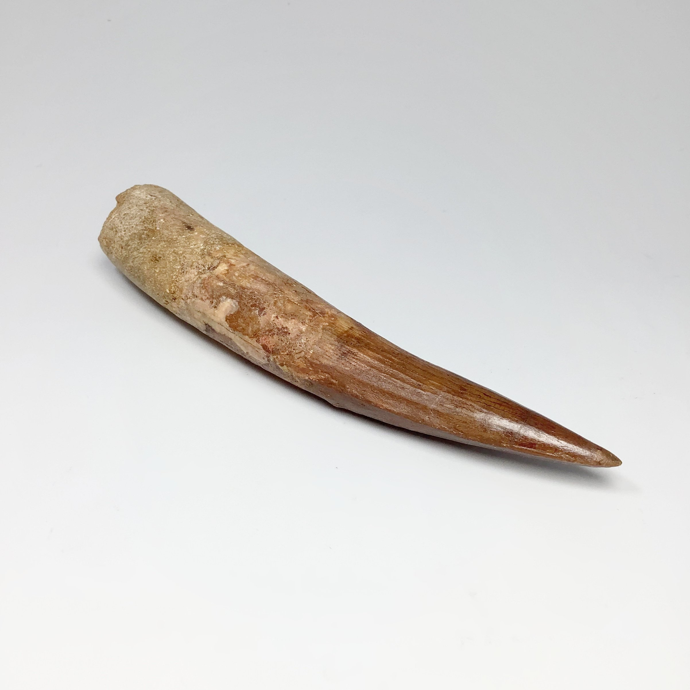 Exclusive Fossils
